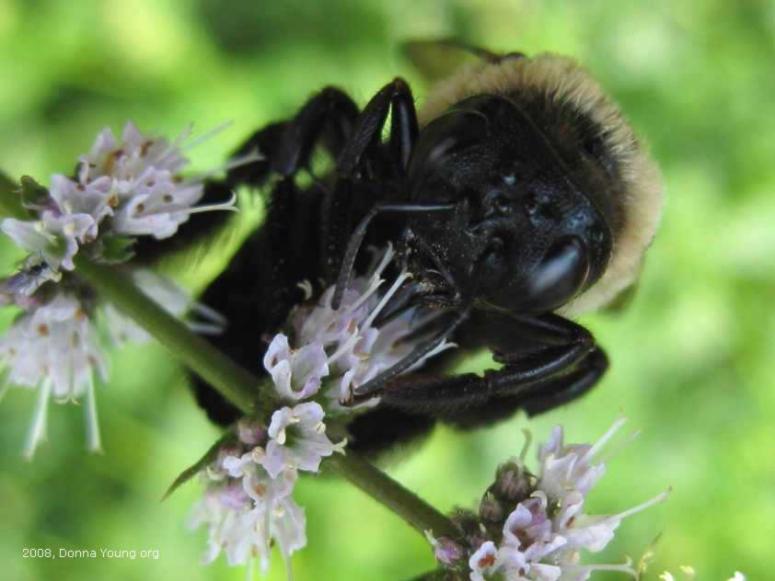 Bumblebee Face