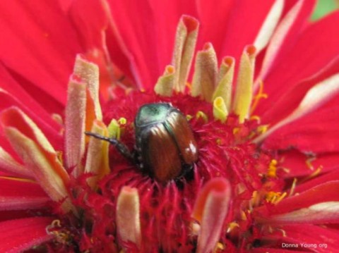 Beetle in the Zinnia