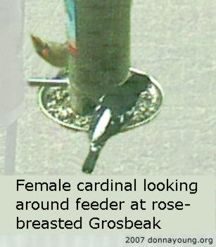Cardinal looking at Rose-breasted grosbeak