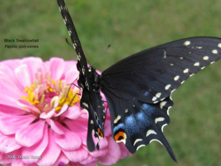 Black Swallowtail