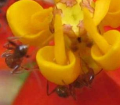 ants and milkweed