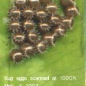 bug eggs