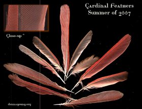 cardinal-feathers-dark