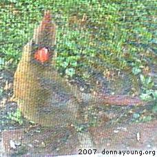 Female Cardinal