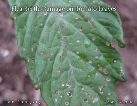 flea-beetle-damage