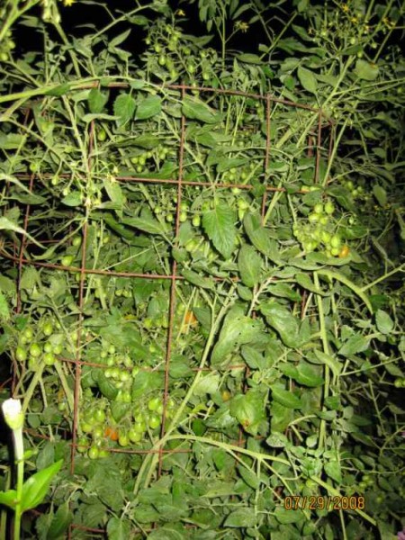 Grape Tomatoes