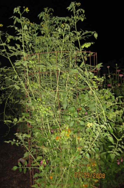 Grape Tomatoes