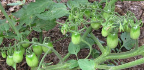 Grape Tomatoes