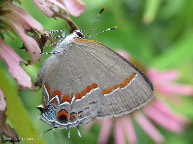 Red crescent Scrub-hairstreak