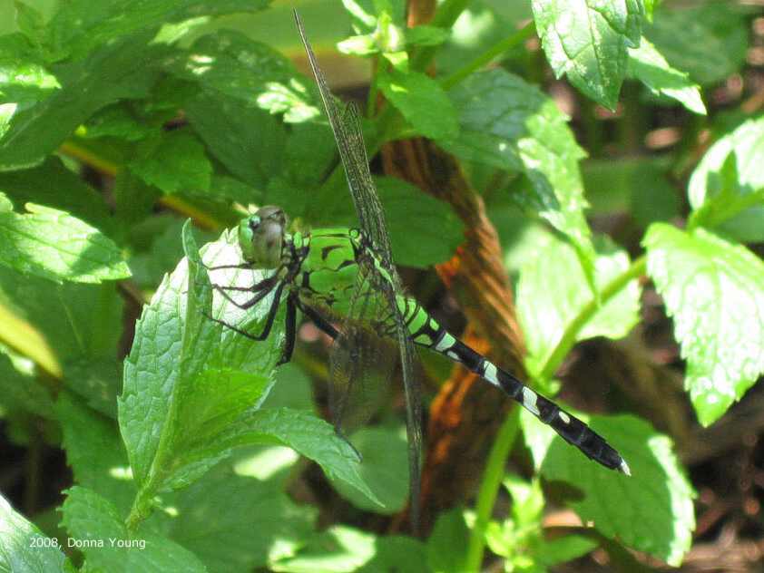 green dragonfly