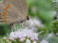 hairstreak-on-mint