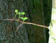 hawthorn_trunk-new-leaves