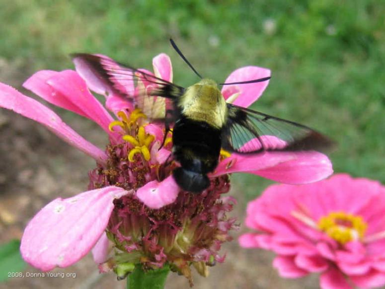 Snowberry Clearwing