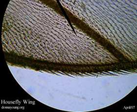 housefly_wing