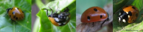 lady beetles
