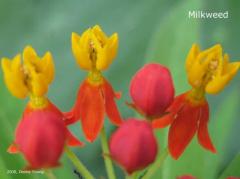 Milkweed Blooms