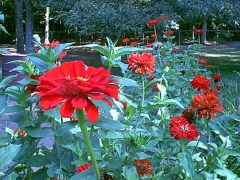 zinnias