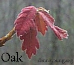 new-oak-leaves