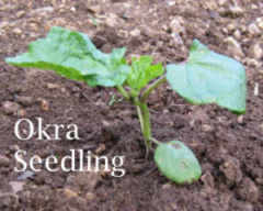 okra seedling