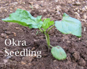 okra seedling