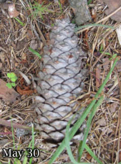 Pine Cone