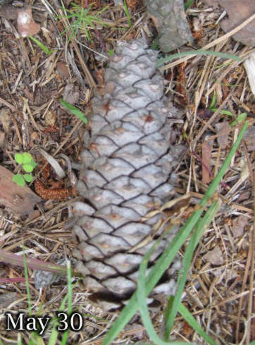 Pine Cone