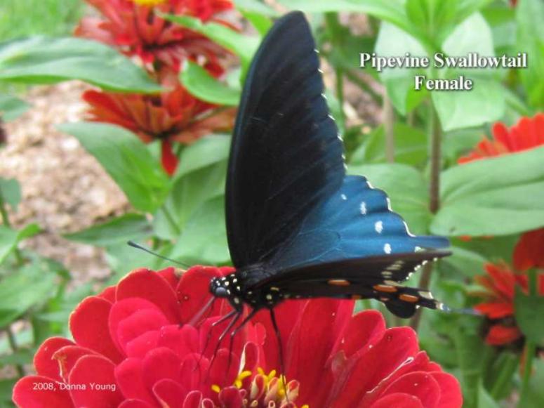 Pipevine Swallowtail