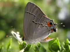 Hairstreak on Basil