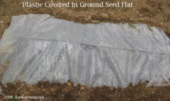 seed-flat