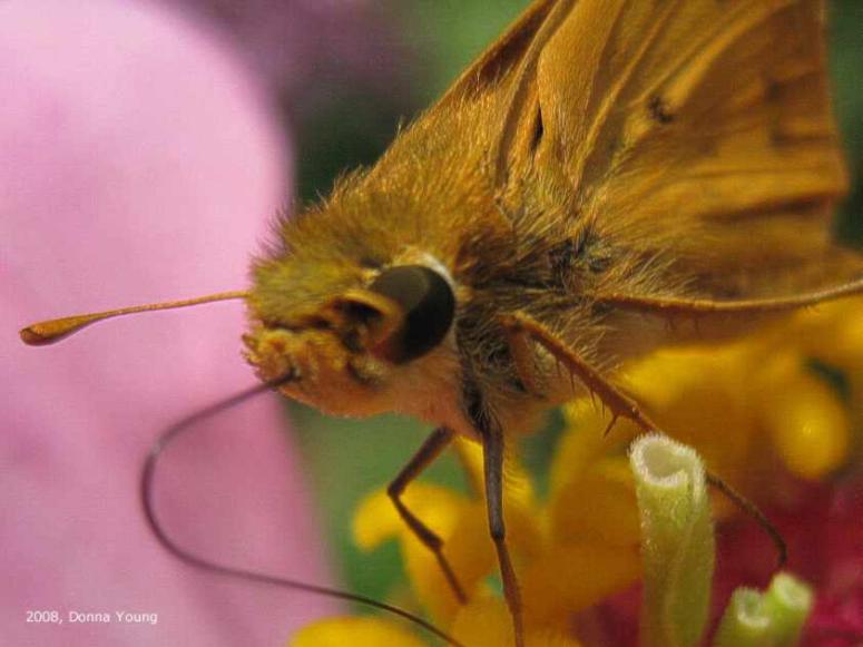 Skipper on a Zinnia