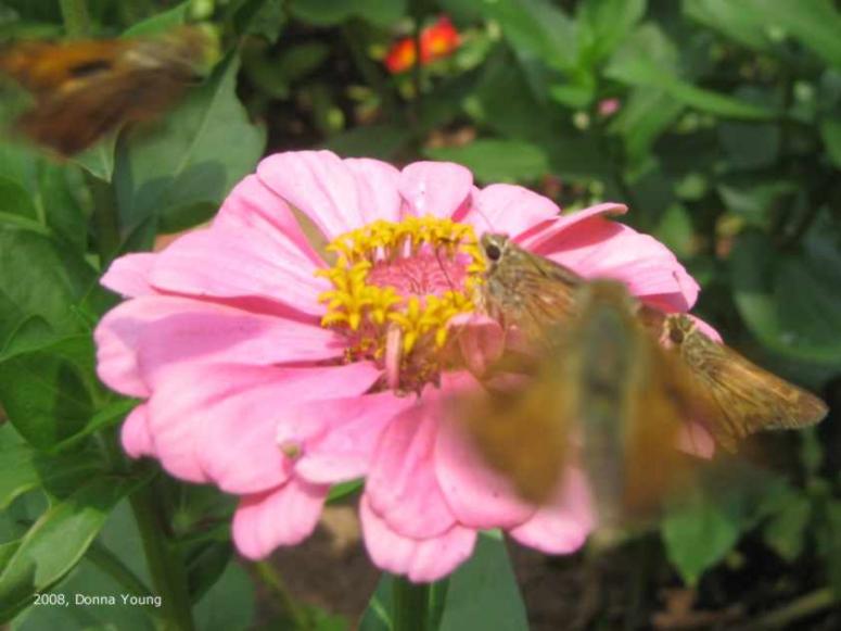 Skippers and a Zinnia