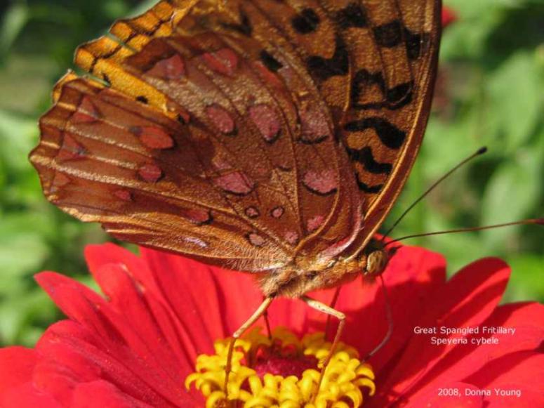 Great Spangled Fritillary