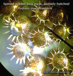 spined-soldier-bug-eggs