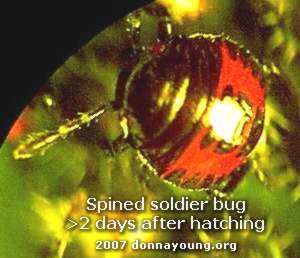 spined-soldier-bug