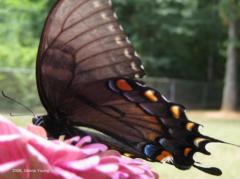 Black Eastern Tiger Swallowtail