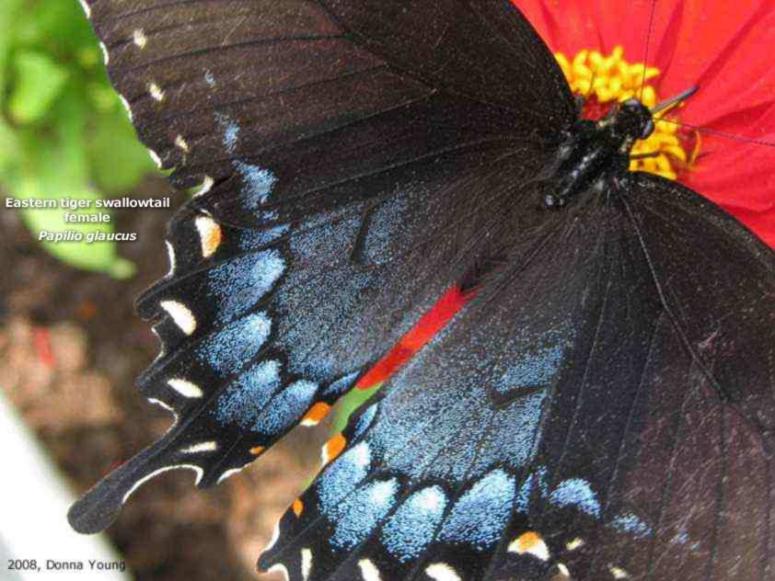 Eastern Tiger Swallowtail