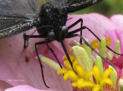 swallowtail-face