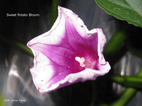 Sweet Potato Bloom