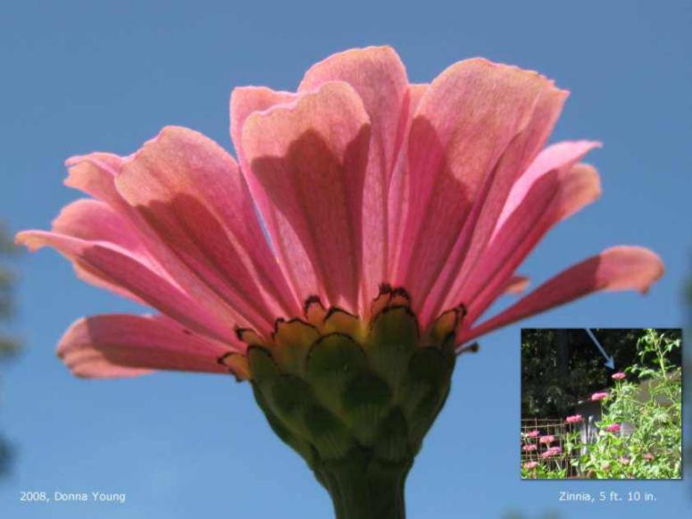 tall zinnias