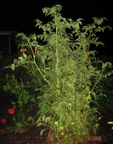 Park's Whopper Tomato Plant