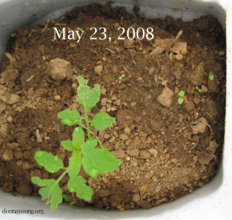 tomato-in-jug