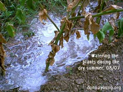 Watering plants