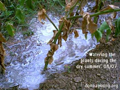 Watering plants