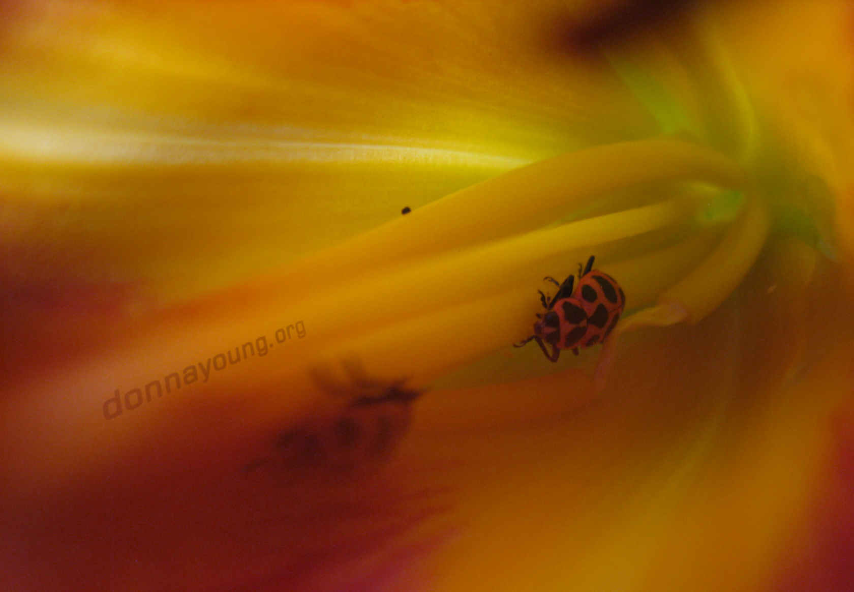 lady beetles sleep in flowers