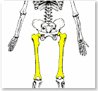 Human Skeleton