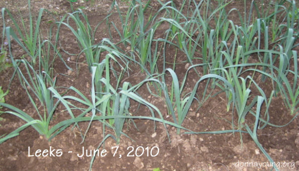 Donna's leek bed in June