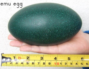 emu egg